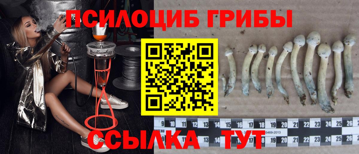 Псилоцибиновые грибы Psilocybine cubensis Кубинка